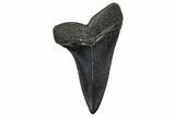 Fossil Broad-Toothed Mako Tooth - South Carolina #374747-1